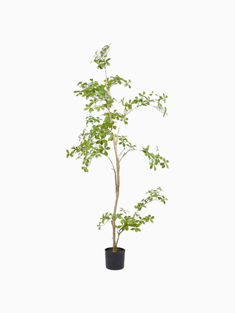 Bucida Buceras con Vaso