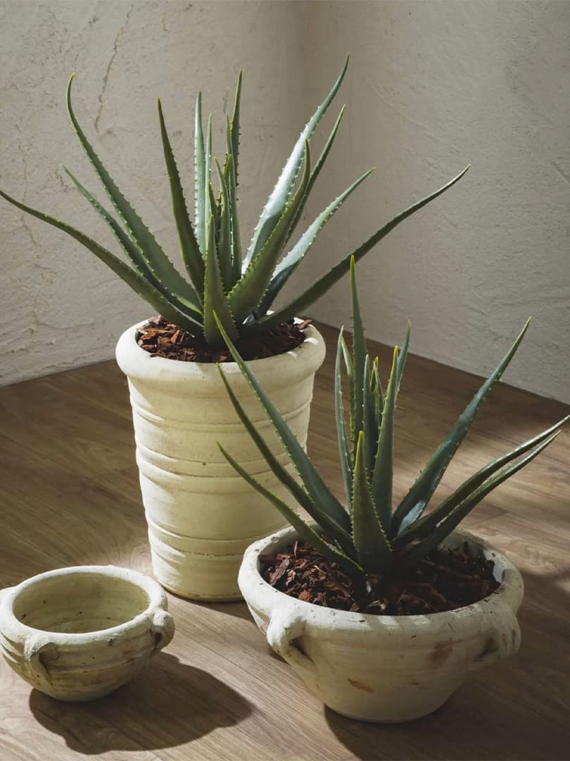 Pianta Aloe Chic con Vaso