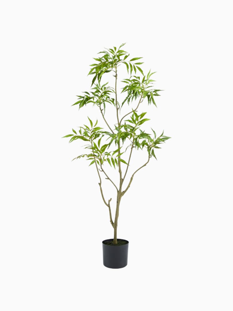 Pianta Berberis Fortunei