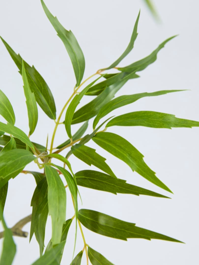 Pianta Berberis Fortunei