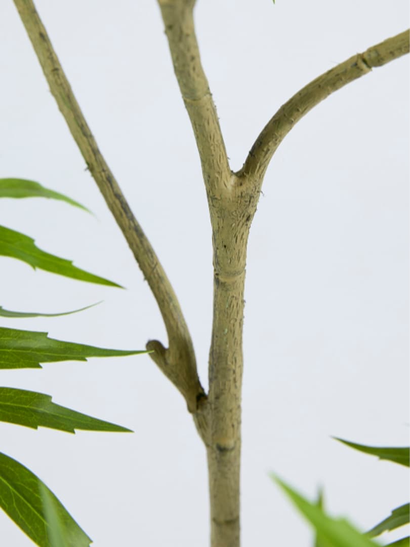 Pianta Berberis Fortunei