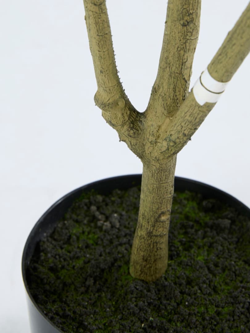 Pianta Berberis Fortunei