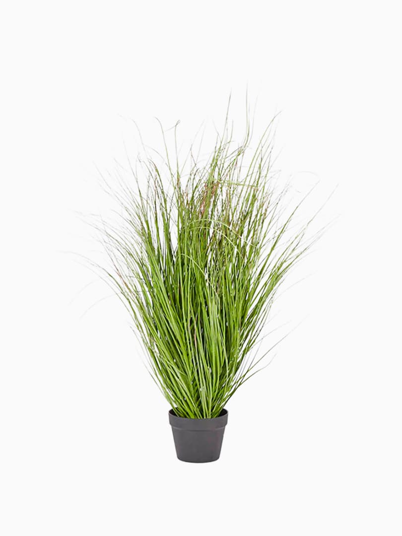 Pianta Festuca con Vaso