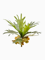 Pianta con Ramo Platycerium