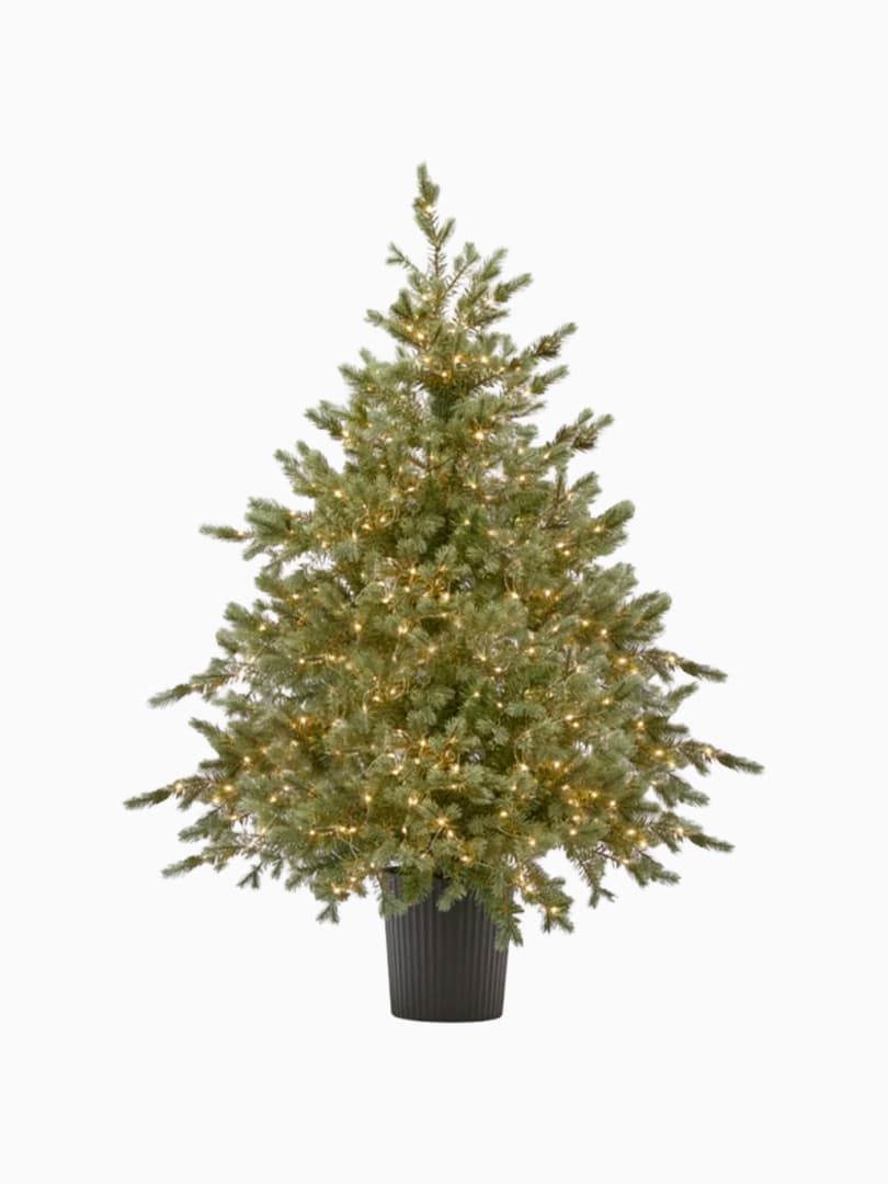 Pino Argentato illuminato