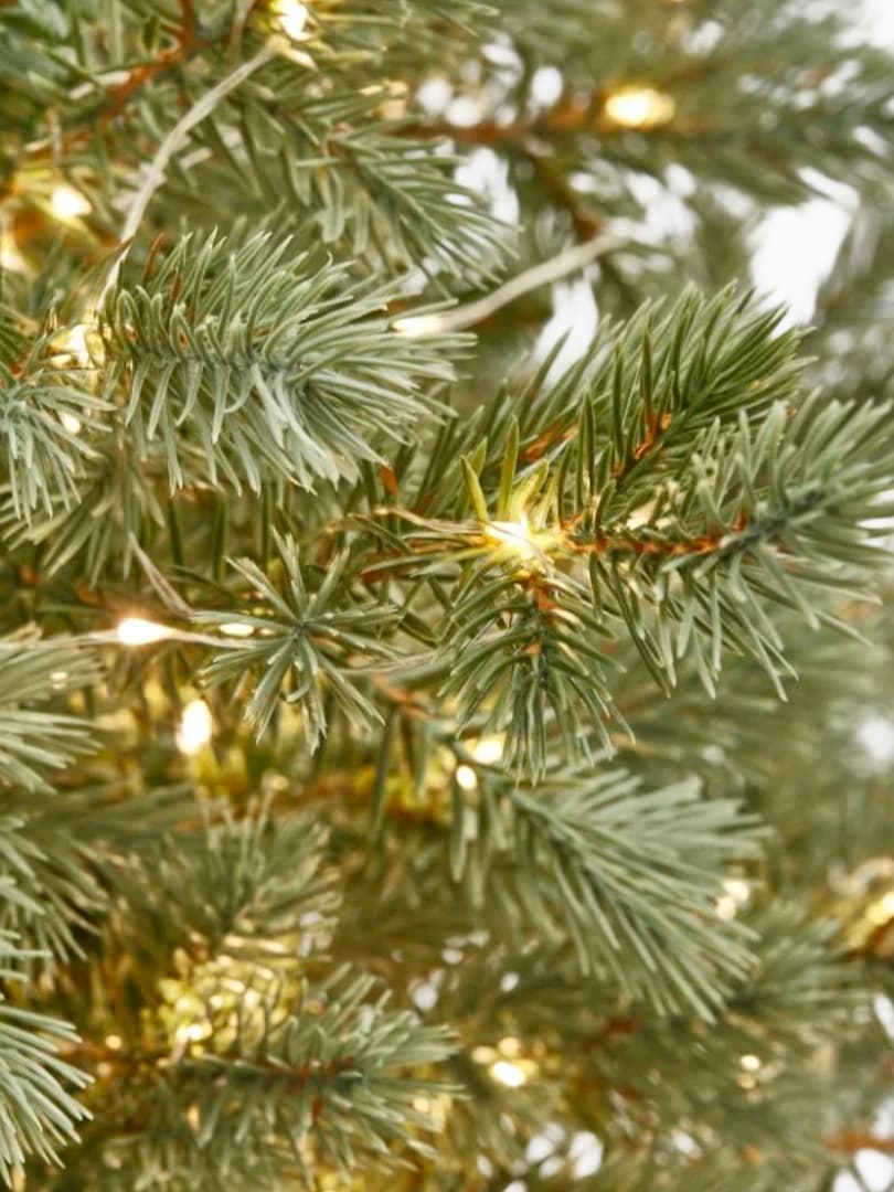 Pino Argentato illuminato