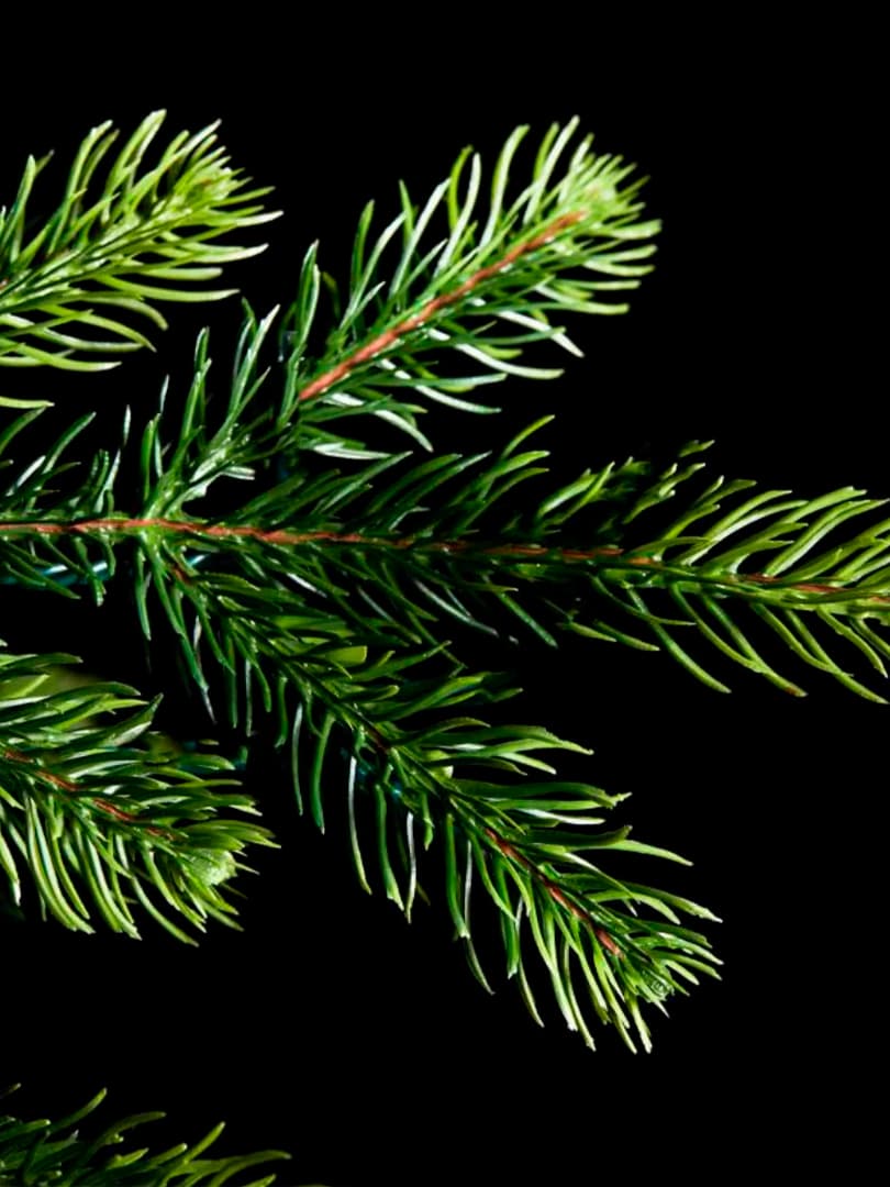 Pino Merano h210 con mini LED