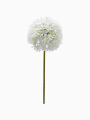 Ramo Allium