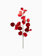 Ramo Eucalipto Rosso