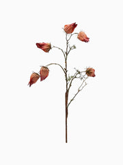 Ramo di Alchechengio