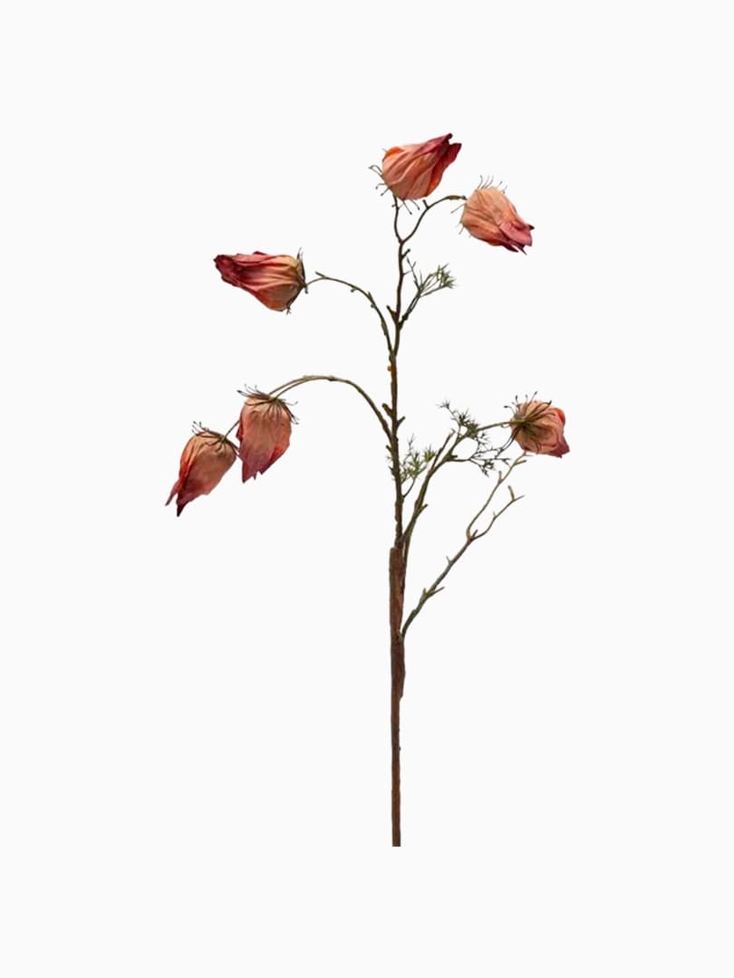 Ramo di Alchechengio