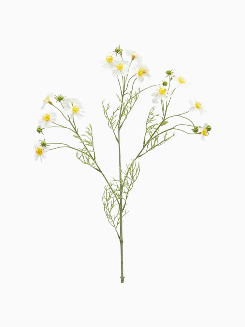 Ramo di Camomilla con Foglie