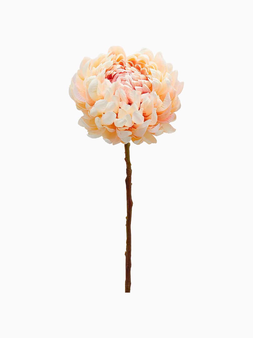 Ramo di Crisantemo Cream