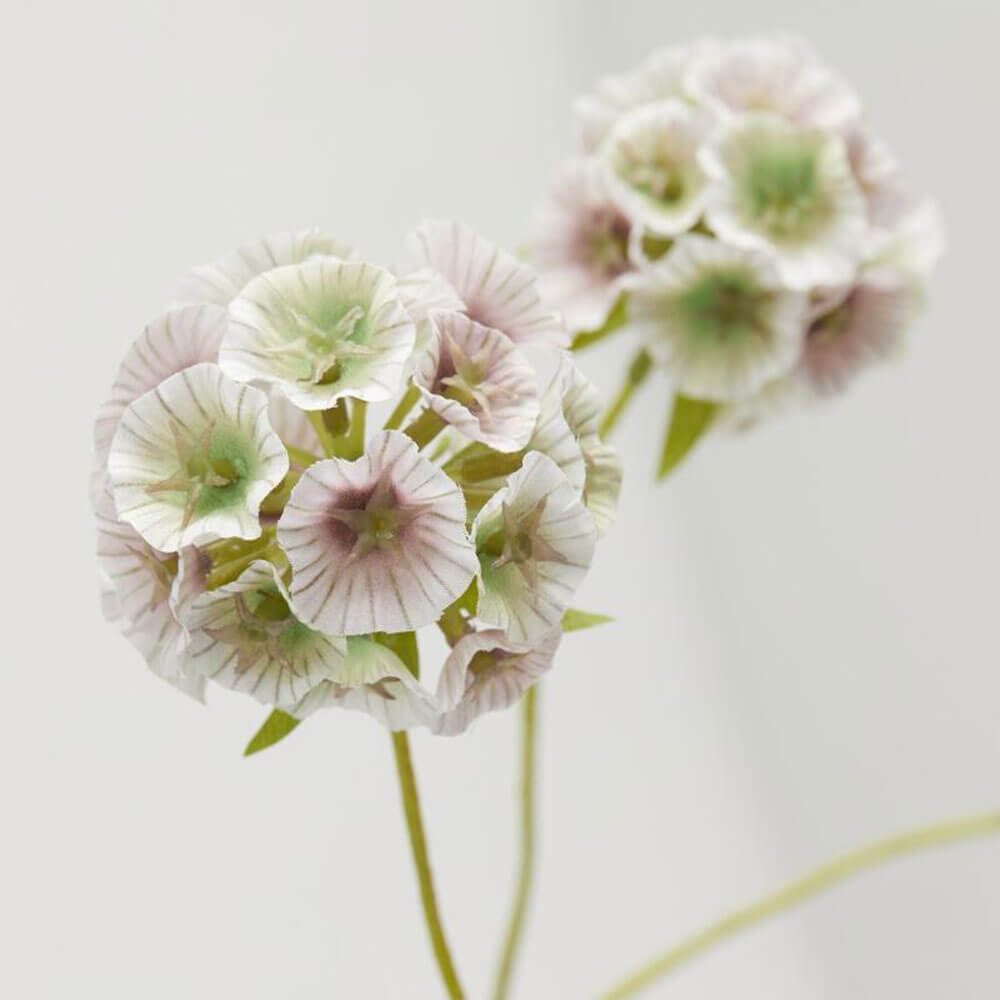Scabiosa