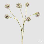 Scabiosa