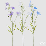 Campanula