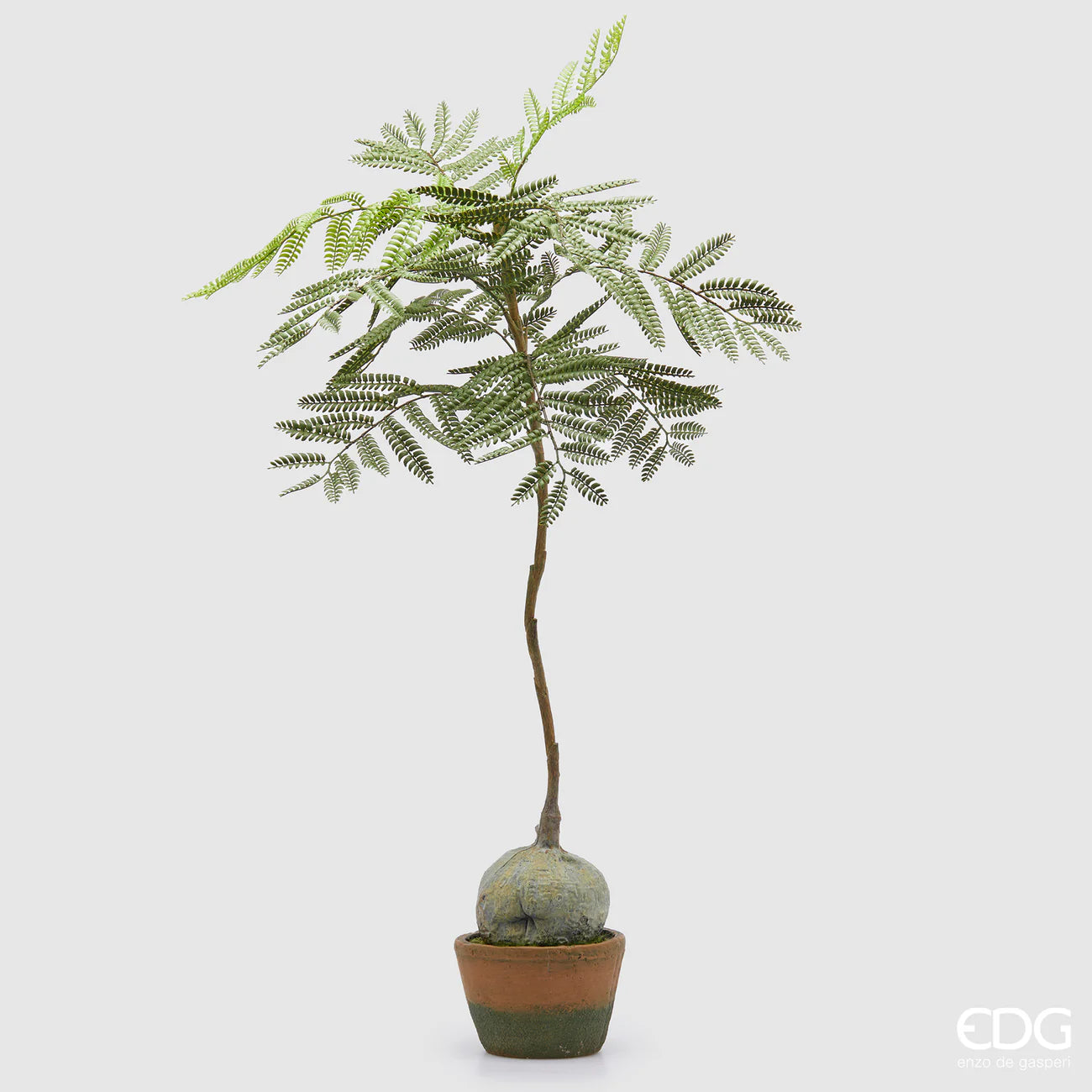 Jacaranda bulbo con vaso