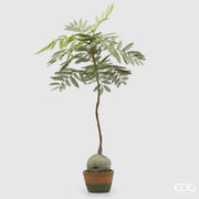 Jacaranda bulbo con vaso