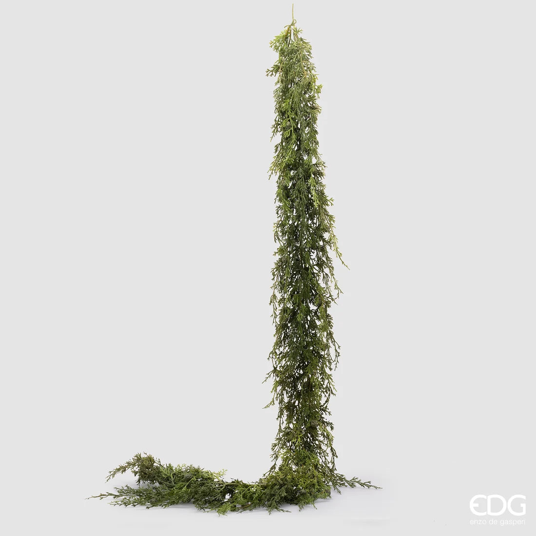 Festone Thuja