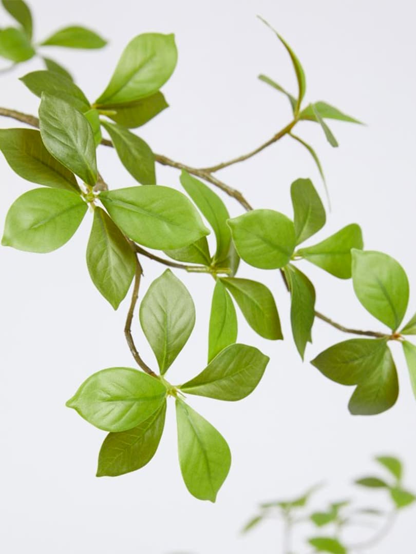 Bucida Buceras con Vaso