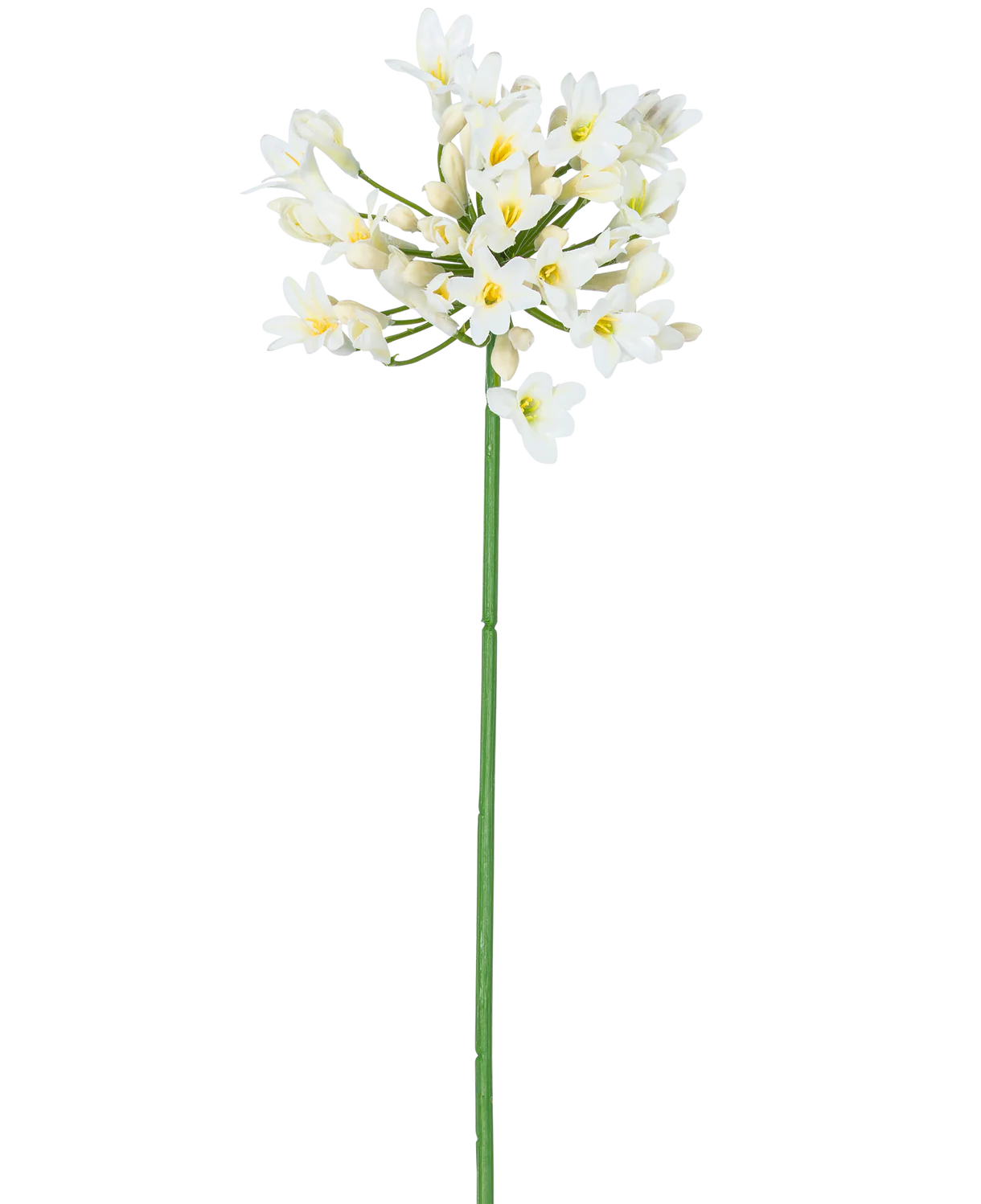 Agapanthus bianco