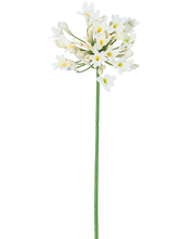 Agapanthus bianco
