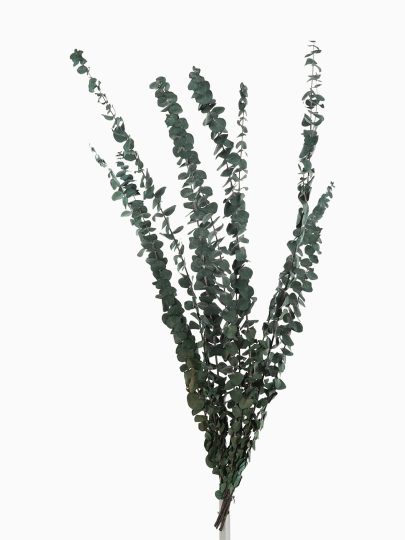 Mazzo Eucalipto Fino Secco Verde