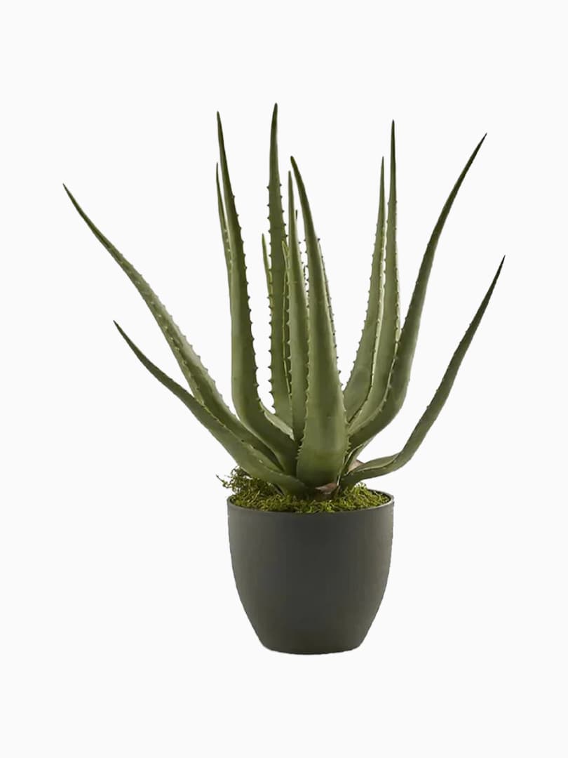 Pianta Aloe Chic con Vaso