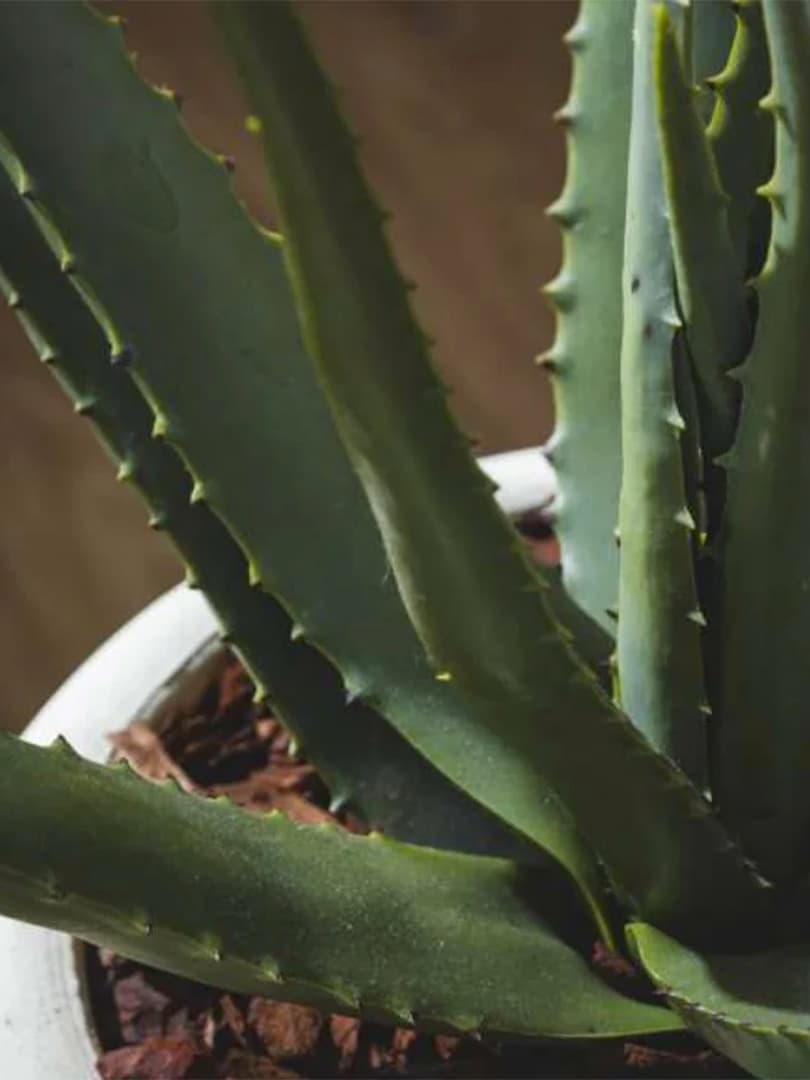 Pianta Aloe Chic con Vaso