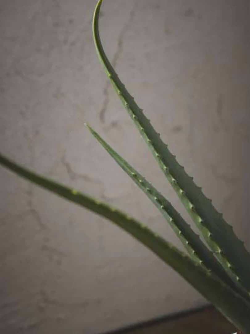 Pianta Aloe Chic con Vaso