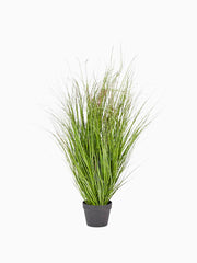 Pianta Festuca con Vaso