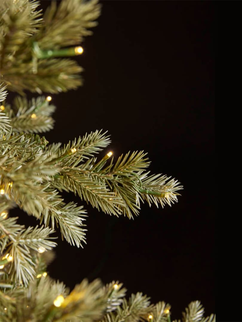 Pino Argentato Illuminato