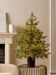 Pino Argentato illuminato