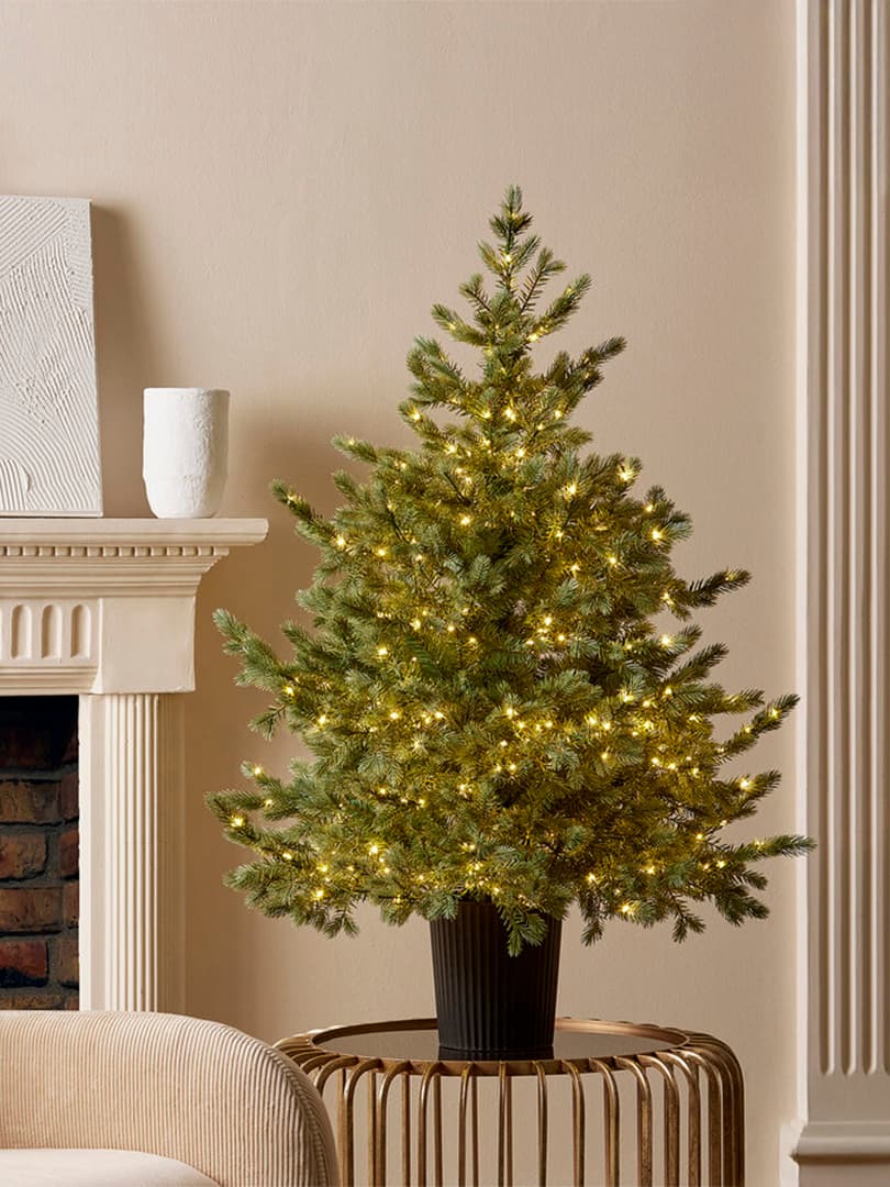 Pino Argentato illuminato