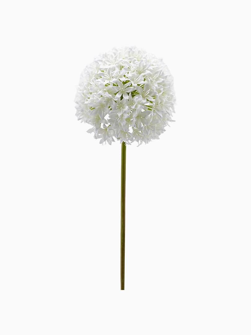 Ramo Allium