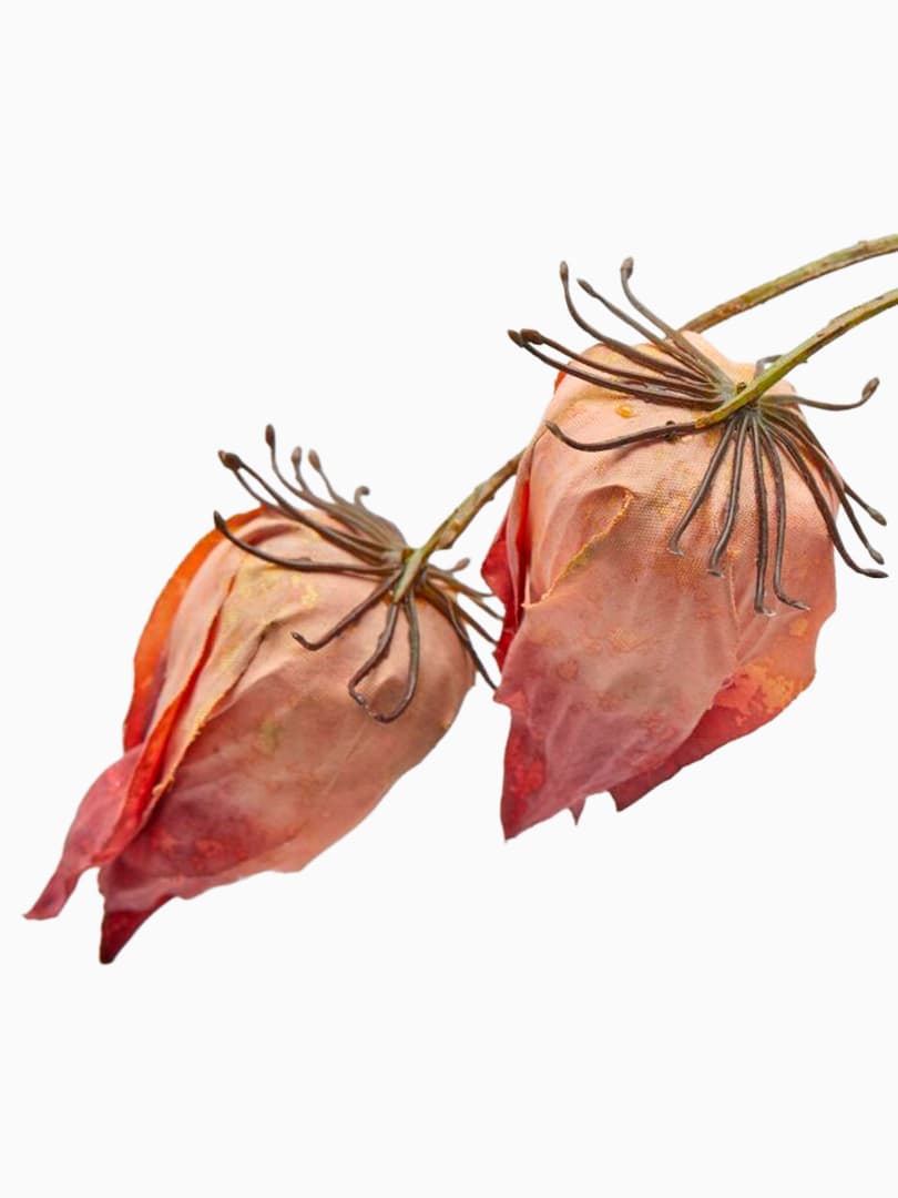 Ramo di Alchechengio