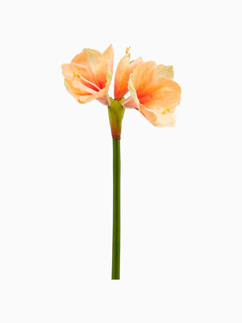 Ramo di Amarillis Rosy Peach