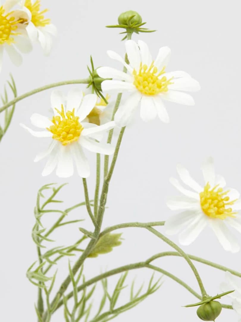 Ramo di Camomilla con Foglie