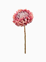 Ramo di Crisantemo Dark Malva