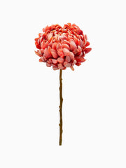 Ramo di Crisantemo Paprika