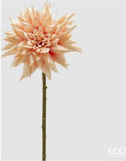 Dalia peach