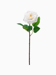 Rosa Alma Olis White