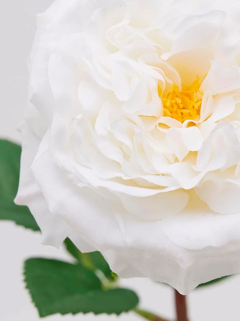 Rosa Alma Olis White