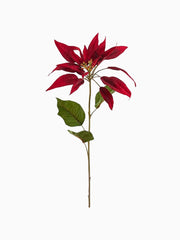 Stella di Natale Rossa