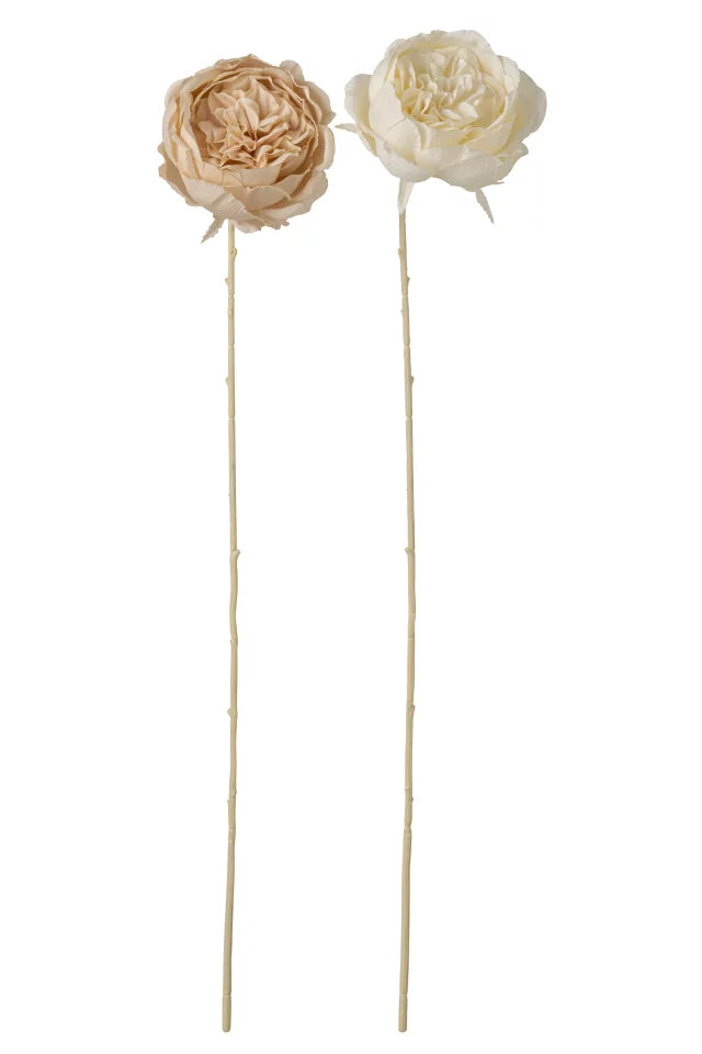 Rosa centifolia
