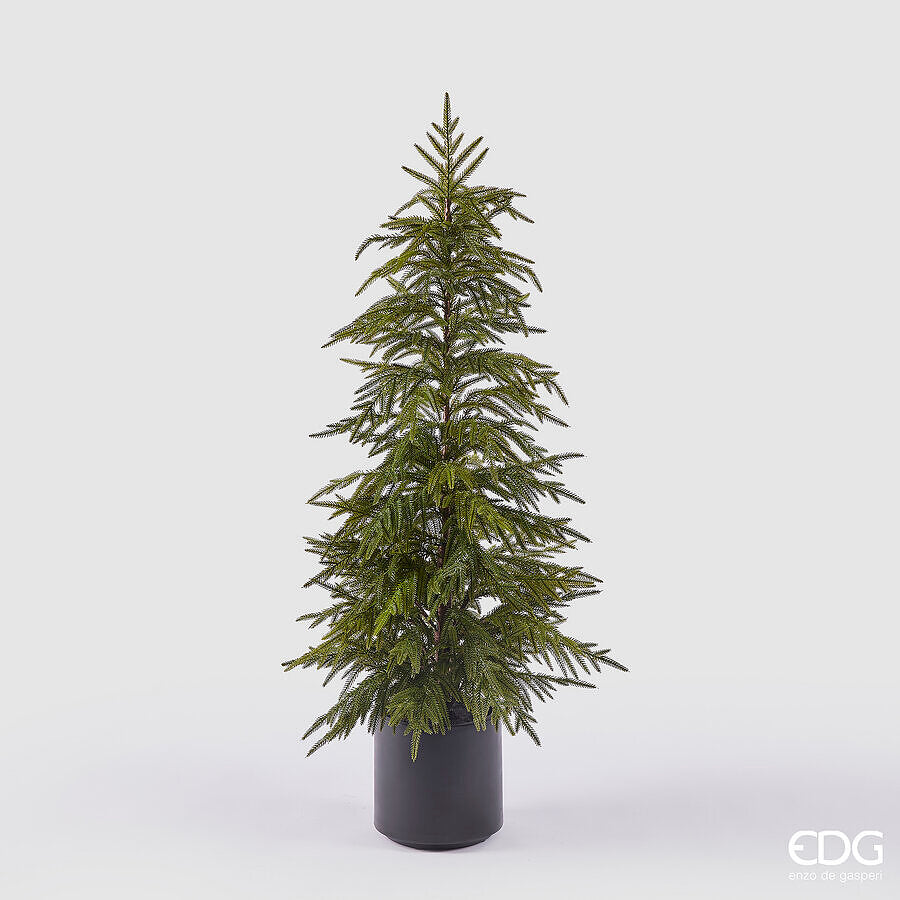 Albero di cryptomeria con vaso