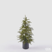 Albero di cryptomeria con vaso