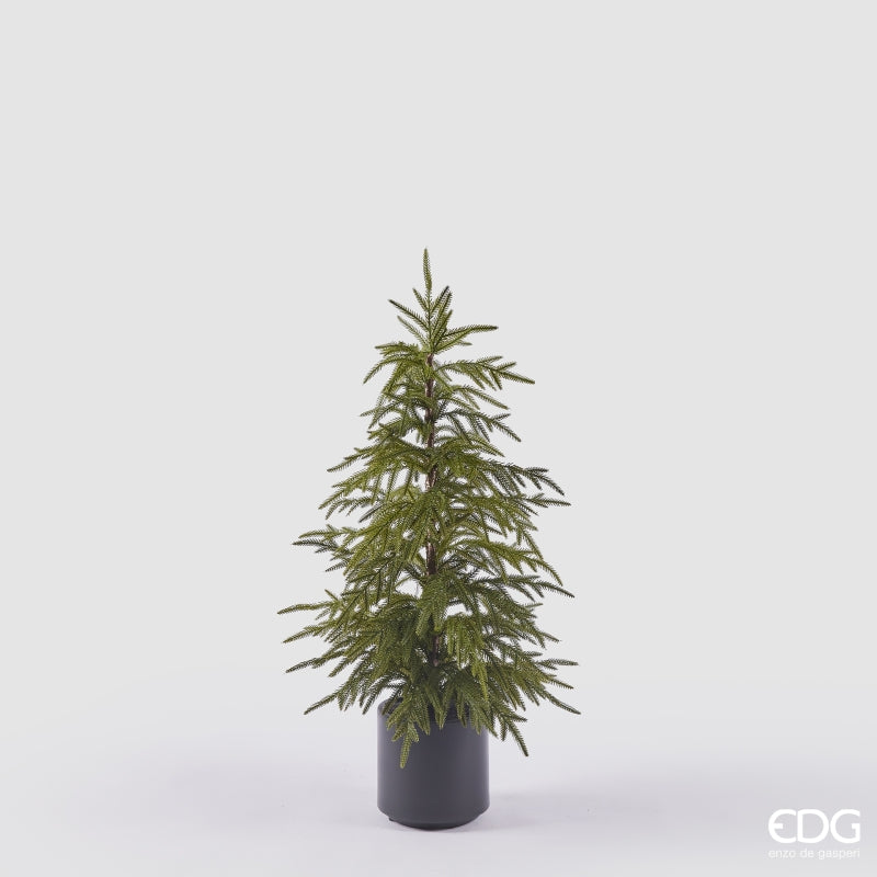 Albero di cryptomeria con vaso