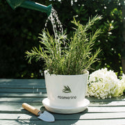 Vaso Rosmarino