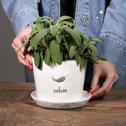Vaso Salvia